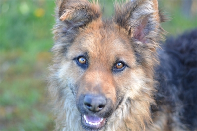 Bobi