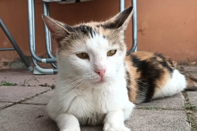 Gertruda