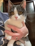 MIMI