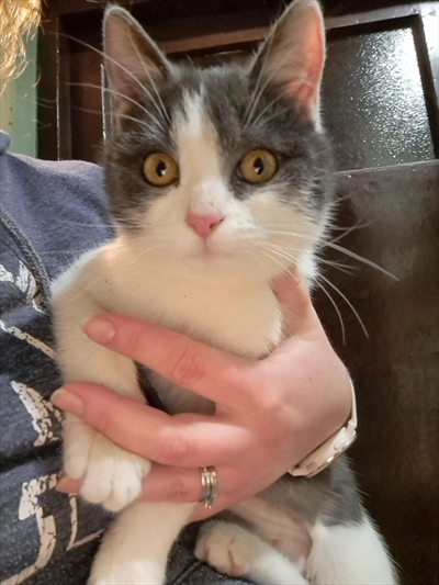 MIMI