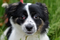 Bubi