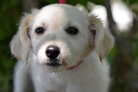 Chico