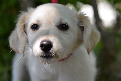Chico