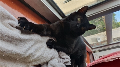 Rado (Rudi)