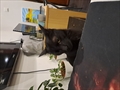 Salem