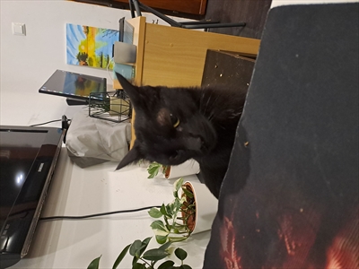 Salem