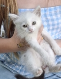 Bella