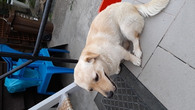 Fleka