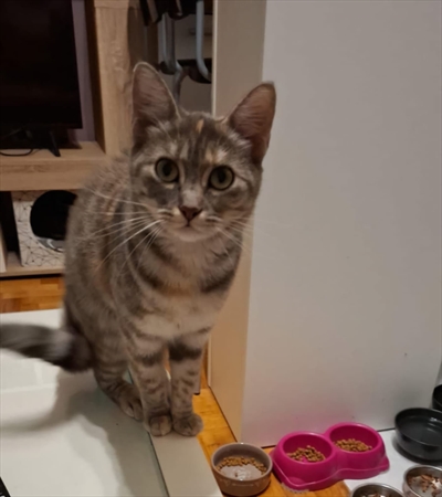 Lily