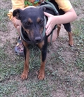 Dina