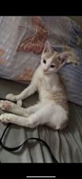 Teodor