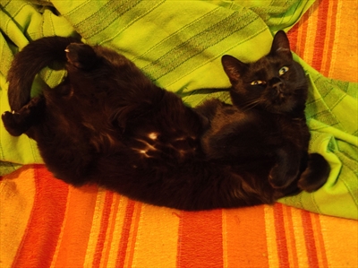 Braco
