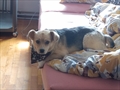 Nala