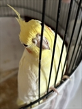 Oli