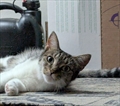 Migi, Tigar