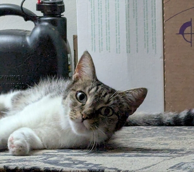 Migi, Tigar