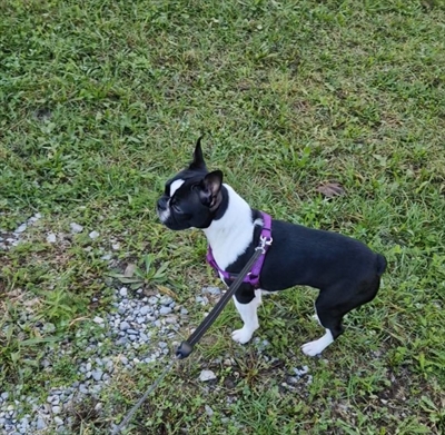 LU