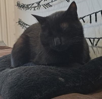 Salem