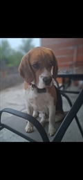 Charlie
