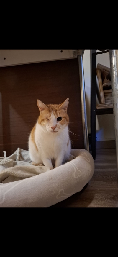 Vili
