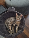 Tigar