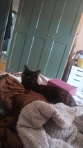 Oko
