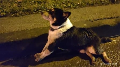 Šarko