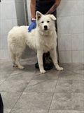 BELINA