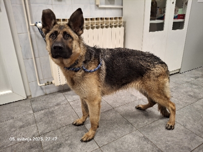 BELA