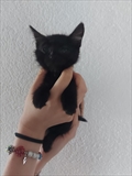 Ziffi
