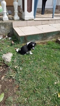 Aldo