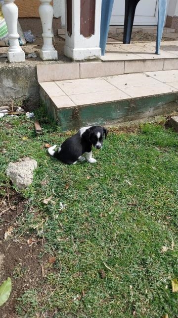 Aldo