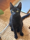 BRUCE