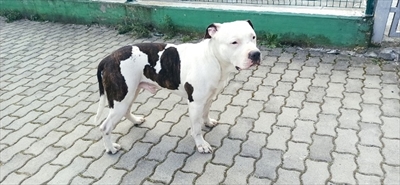 Buli