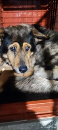 Bela