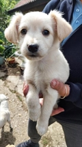 Chico