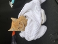 Gizmo