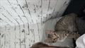 ZOE