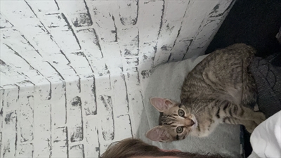 ZOE