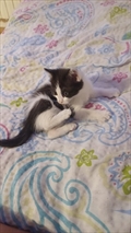 Felix