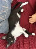 LILI