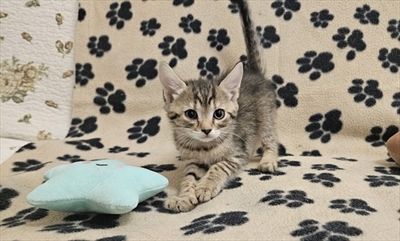 Nitara