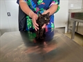 Onyx