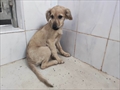 Pepa