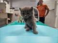 Suri