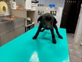 Siki