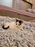 ZIRA