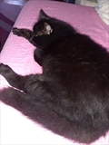 ALFI