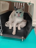 Bela