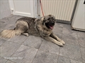 Bobi